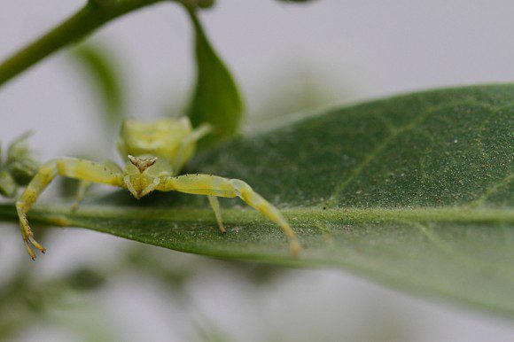 Veränderliche Krabbenspinne