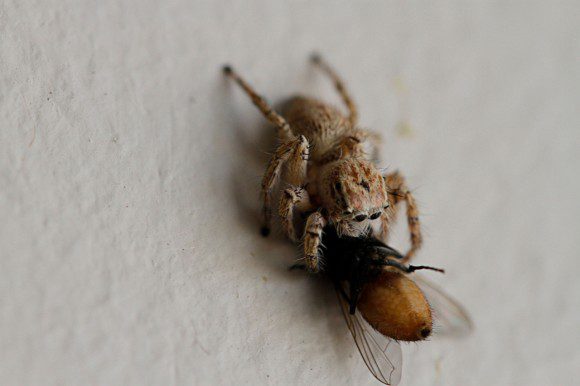 Der Spinne schmeckt es ...