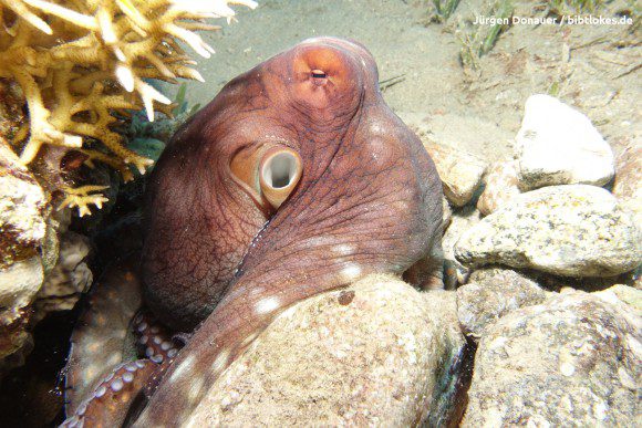 Oktopus (links unten ist eine kleine Garnele zu sehen)