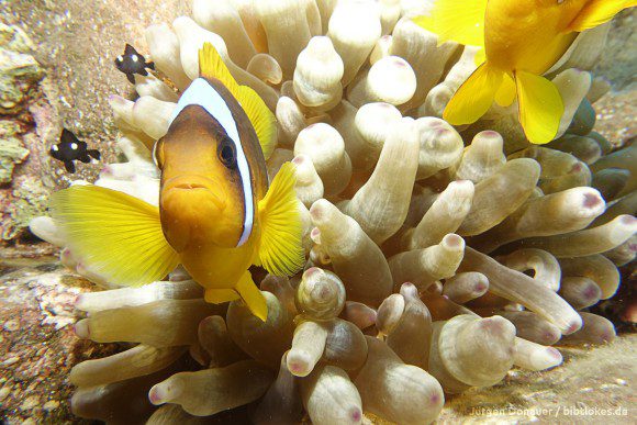 Clownfisch beschützt sein Anemone