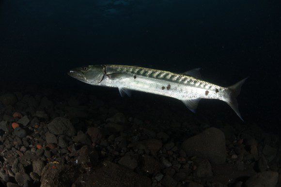 Barrakuda