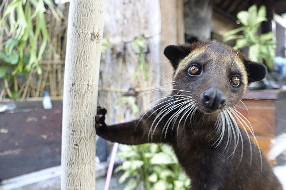 Luwak