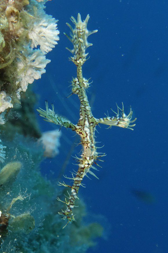 Schmuck-Geisterpfeiffenfisch oder Harlekin-Geisterpfeiffenfisch (Solenostomus paradoxus)