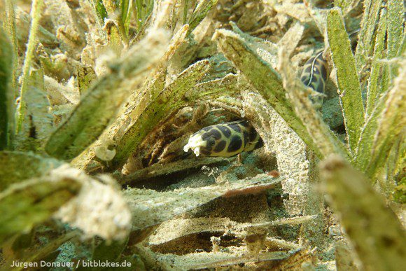 Schlangenaal / Snake Eel