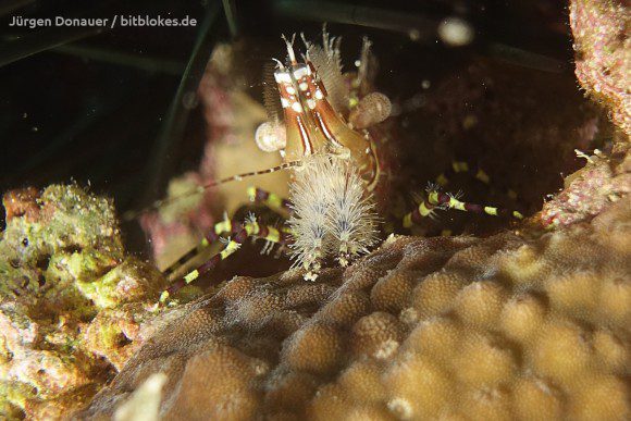 Marmorgarnele / Marble Shrimp