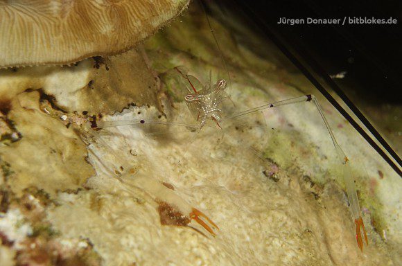 Putzergarnele / Cleaner Shrimp