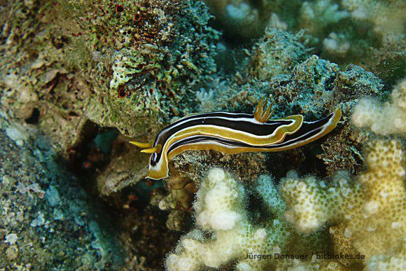 Nacktschnecke