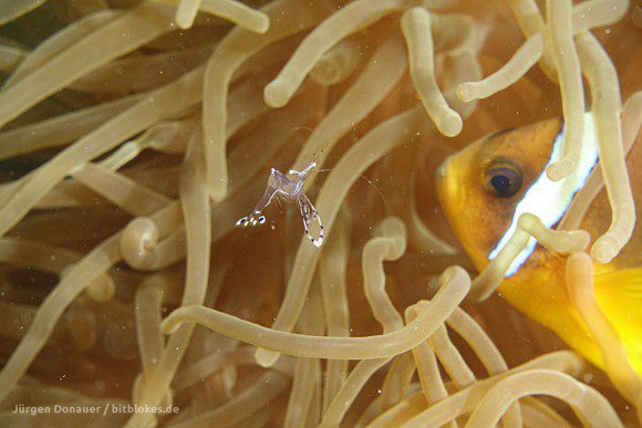 Anemonen-Garnele