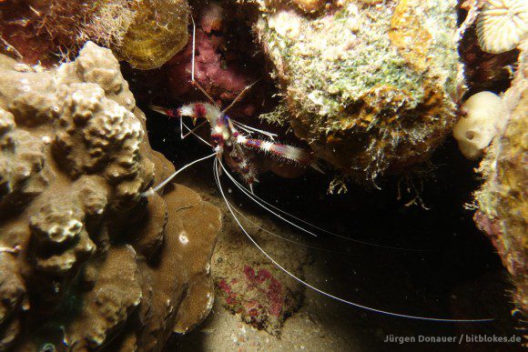 Scherengarnele (Banded Boxer Shrimp)