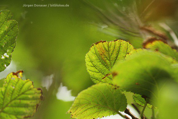 Blätter: Übergang von Sommer zu Herbst