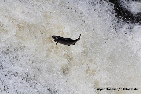 Falls of Shin: Springender Lachs in Schottland