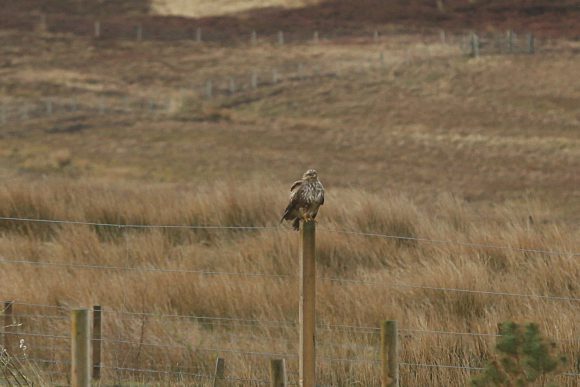 Bussard auf Pfahl