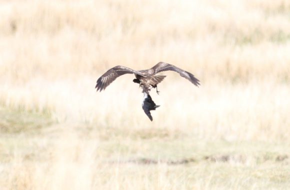 Der Bussard mit seiner Beute