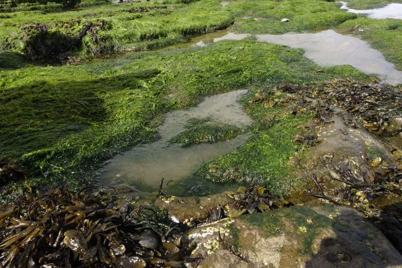 Wasser und Algen machen eine Identifikation schwierig