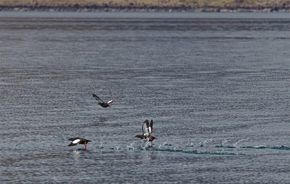 Gryllteisten - sehr eigenartiger Name, können aber übers Wasser laufen