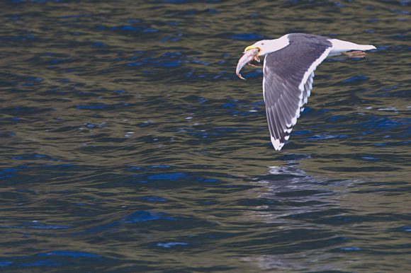 Da macht sich die Möwe mit dem Fisch aus dem Staub