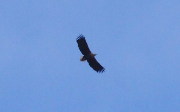 Seeadler - hoch oben in der Luft