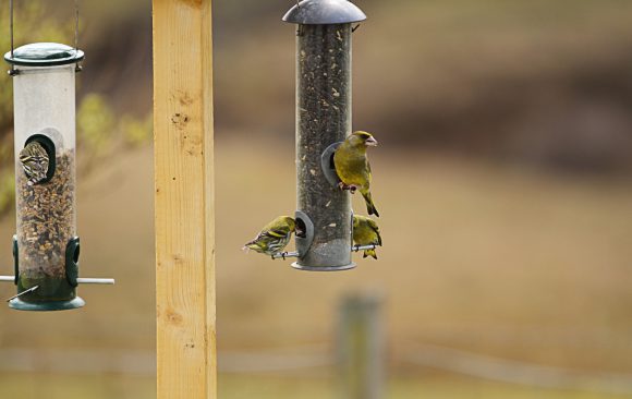 Die Vögel freuen sich über eine kostenlose Mahlzeit