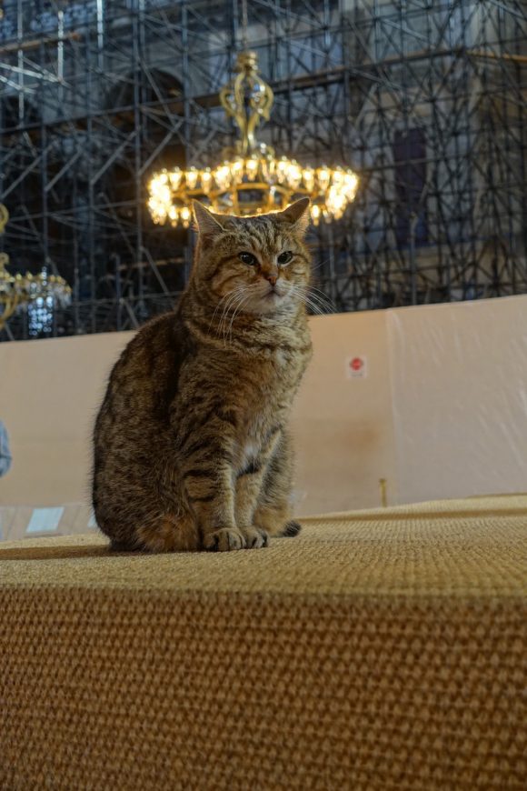 Katze mit Heiligenschein in der Hagia Sofia