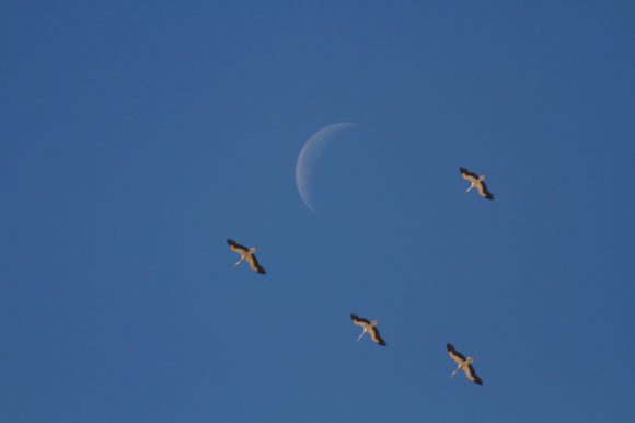 Störche und Mond