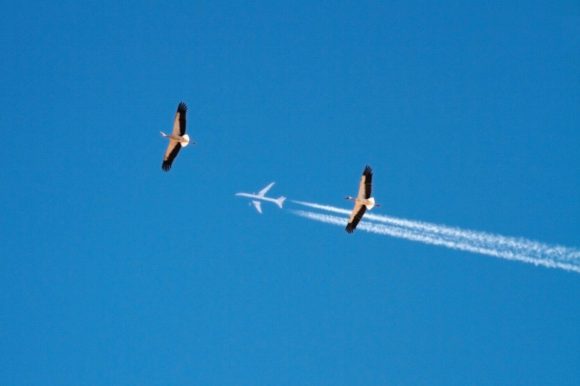 Störche und Flugzeug