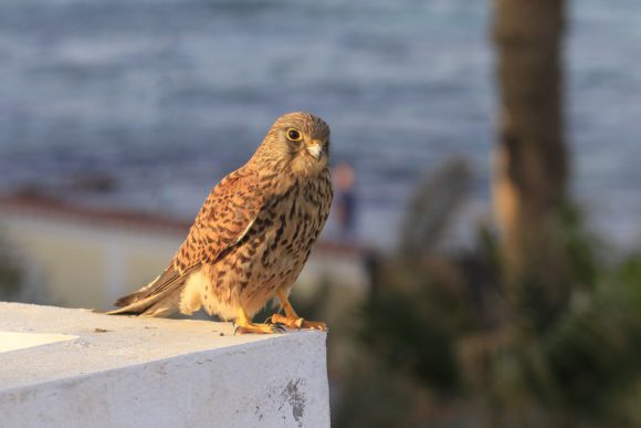 Turmfalke - Weibchen
