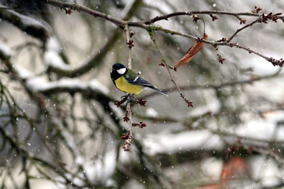 Kohlmeise bei Schneefall